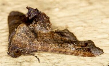 Targalla plumbea