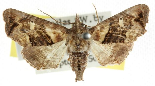 Targalla plumbea