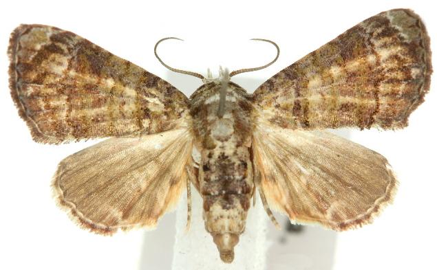 Chlumetia transversa