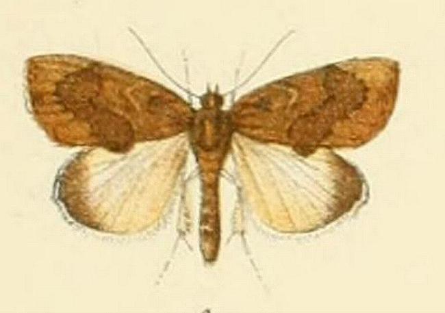 Crocidolomia suffusalis