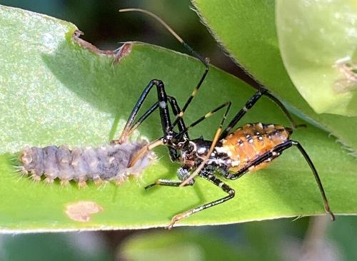 Reduviidae vs Zygaenidae
