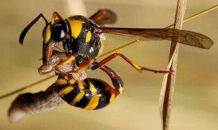 Sphecidae vs Lepidoptera