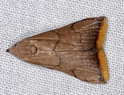 Doloessa hilaropis