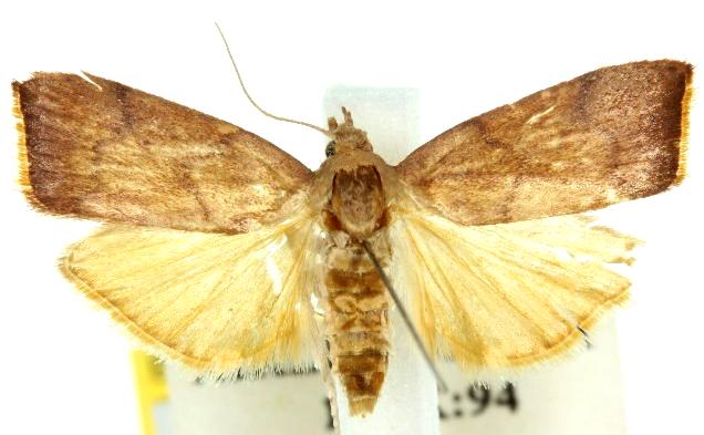 Doloessa hilaropis