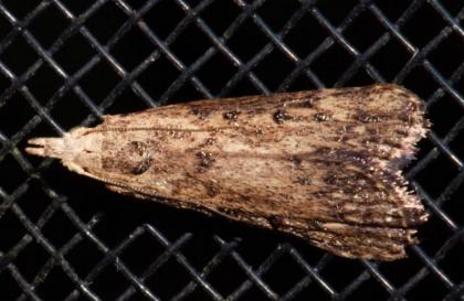 Lamoria idiolepida