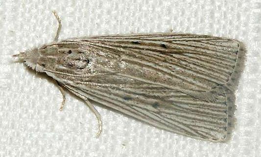 Thalamorrhyncha isoneura