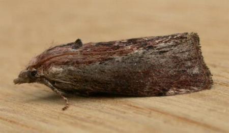Galleria mellonella