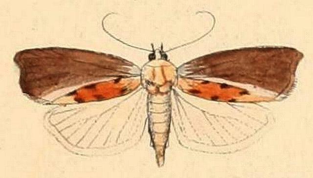Galleria mellonella