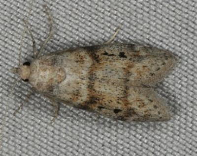Heteromicta nigricostella