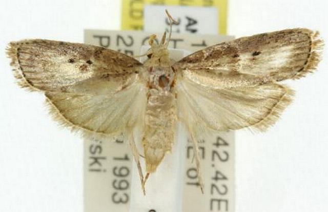 Heteromicta nigricostella