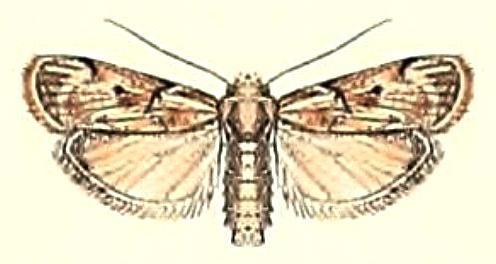 Heteromicta ochraceella