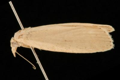 Lamoria pachylepidella