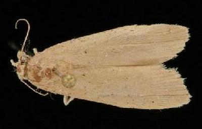 Lamoria pachylepidella