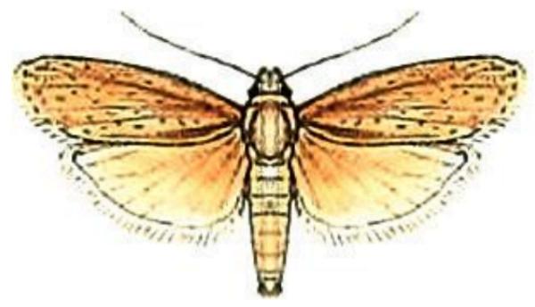 Lamoria pachylepidella