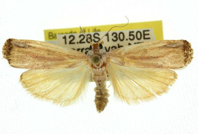 Tirathaba rufivena