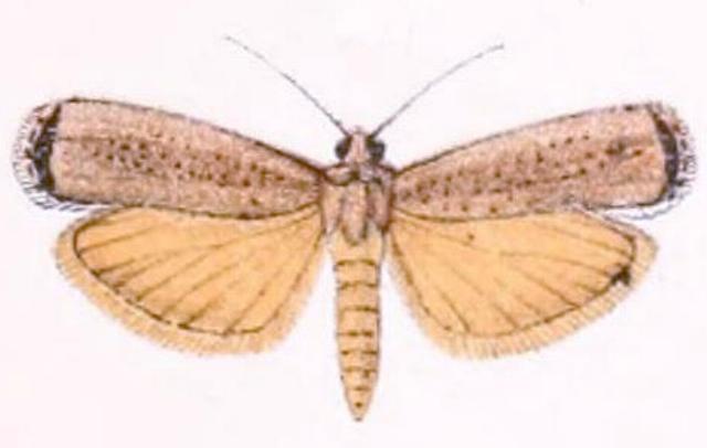 Tirathaba rufivena