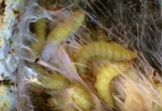 Aphomia sociella
