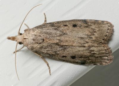 Aphomia sociella