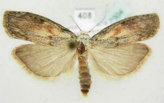 Aphomia sociella