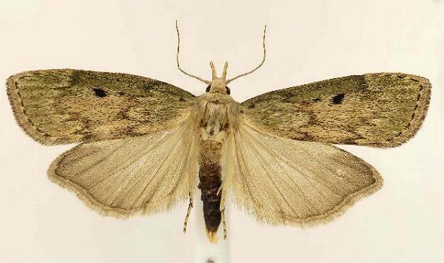 Aphomia sociella