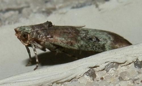 Heteromicta tripartitella