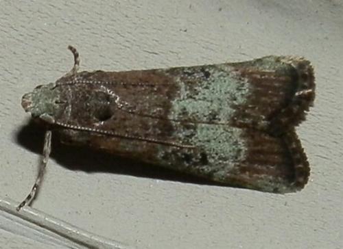 Heteromicta tripartitella