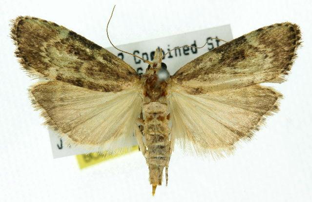Heteromicta tripartitella