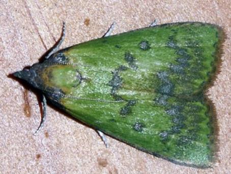 Doloessa viridis