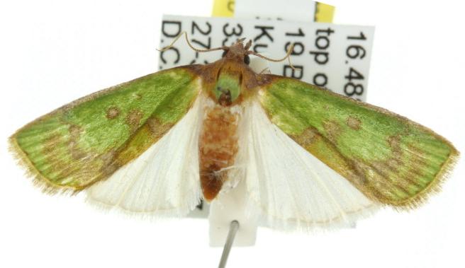 Doloessa viridis