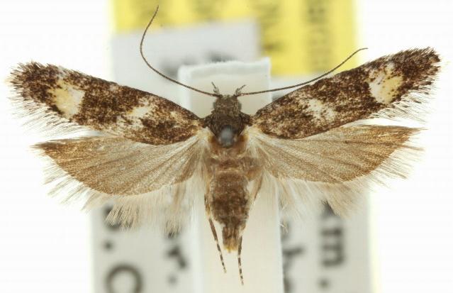 Ardozyga acroleuca