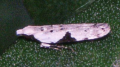 Anarsia anisodonta