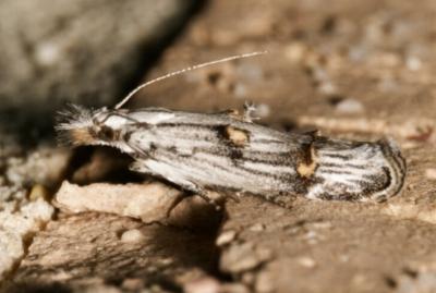 Leptogeneia bicristata