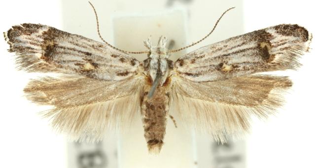 Leptogeneia bicristata