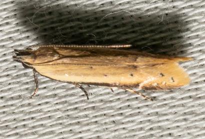 Mesophleps crocina