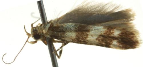 Pexicopia desmanthes