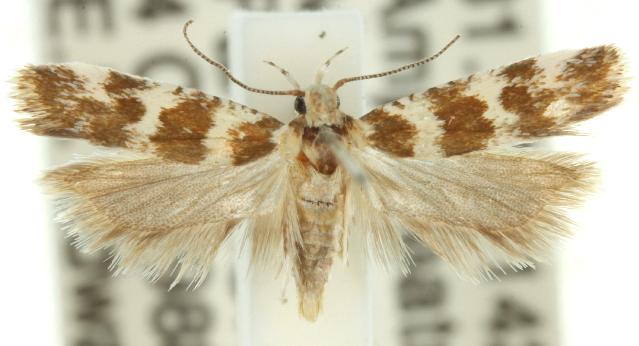 Pexicopia desmanthes