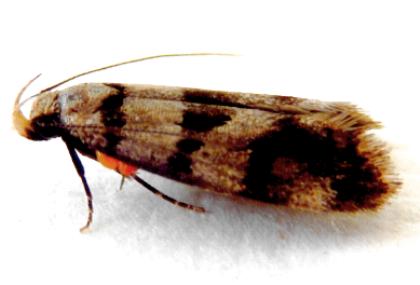 Sarotorna epipona