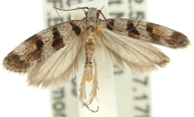 Sarotorna epipona