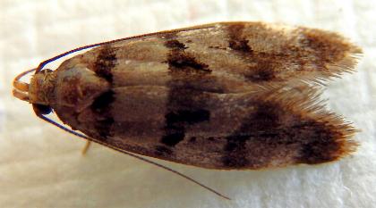 Sarotorna epipona