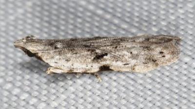 Anarsia epiula