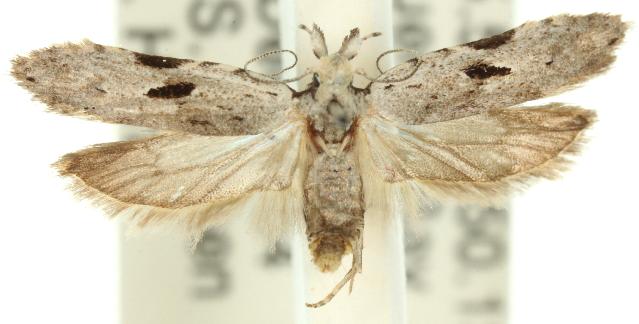 Anarsia epiula