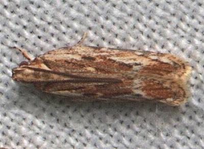 Ardozyga furcifera
