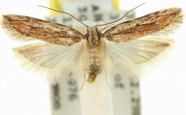 Ardozyga furcifera