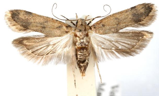 Pectinophora gossypiella