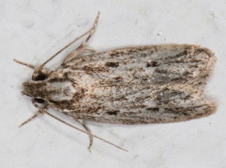Ardozyga gypsocrana
