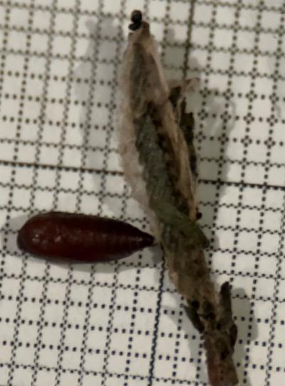 Aproaerema isoscelixantha