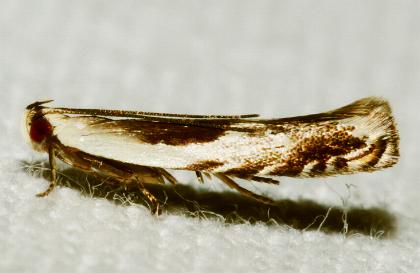 Tritadelpha microptila