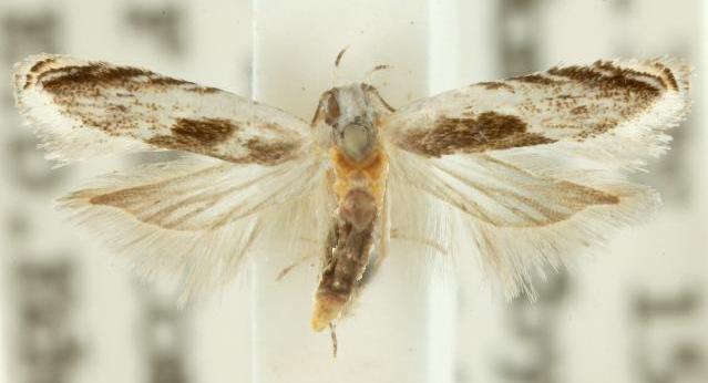 Tritadelpha microptila