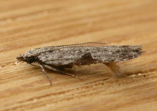 Anarsia molybdota