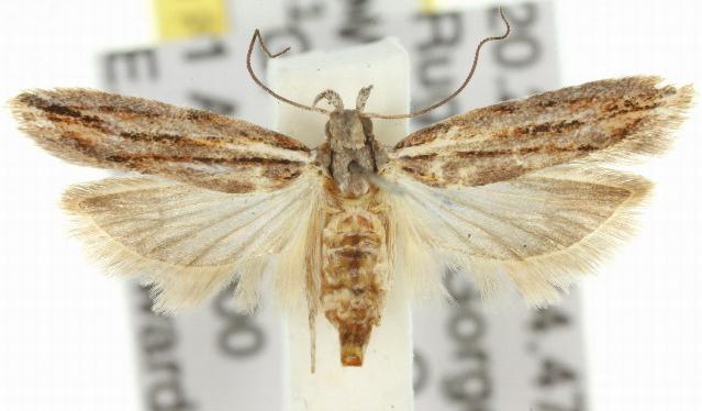 Ardozyga odorifera